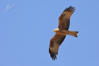 Lunak hnedy 4627